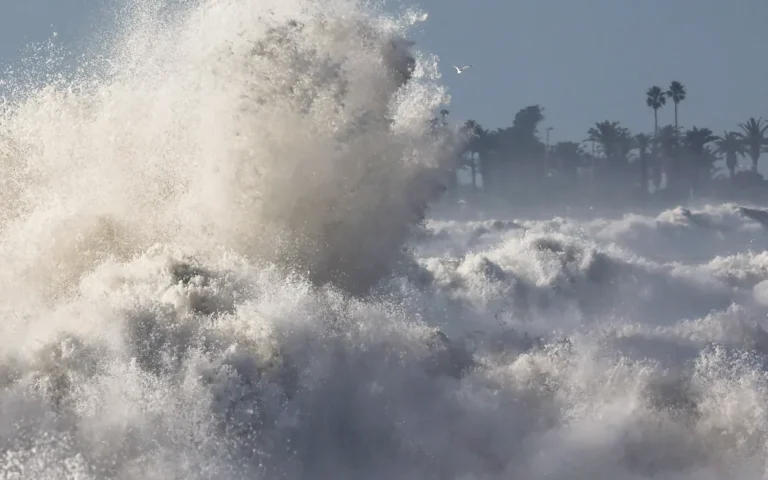 California Coast Prepares For Next Invasion Of Slippery Surf P.C. RNZ